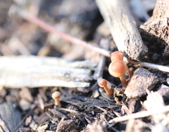 Panaeolus