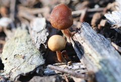 Panaeolus