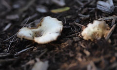 Crepidotus