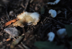 Crepidotus
