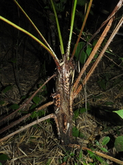 Cyathea caracasana