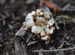 Crepidotus