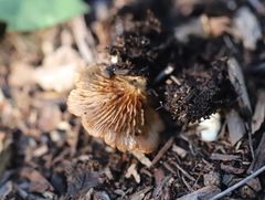 Crepidotus