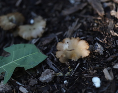 Crepidotus