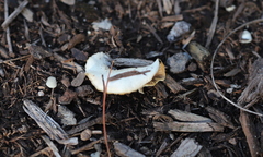 Crepidotus