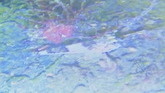 Chitonotus pugetensis