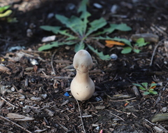 Leucoagaricus americanus