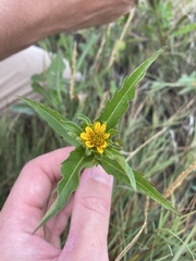 Bidens amplissima