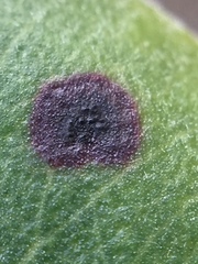 Blastacervulus metrosideri