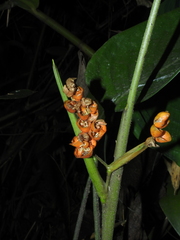 Stromanthe stromanthoides