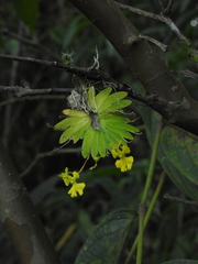 Erycina pumilio