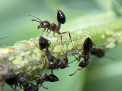 Crematogaster cerasi