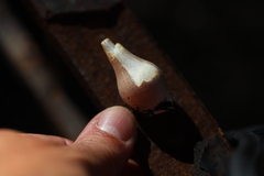 Leucoagaricus americanus
