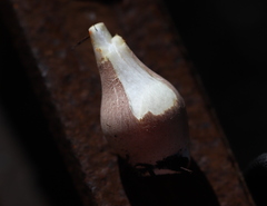 Leucoagaricus americanus