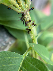 Crematogaster cerasi