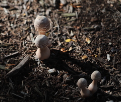 Leucoagaricus americanus
