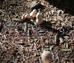 Leucoagaricus americanus