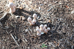 Leucoagaricus americanus