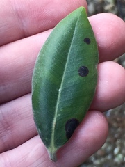 Blastacervulus metrosideri