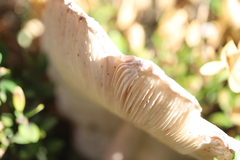 Leucoagaricus americanus