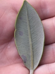 Blastacervulus metrosideri