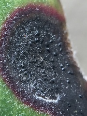 Blastacervulus metrosideri