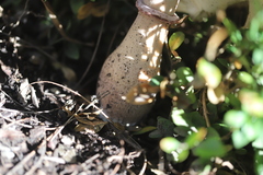 Leucoagaricus americanus