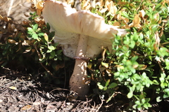 Leucoagaricus americanus