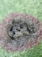 Blastacervulus metrosideri