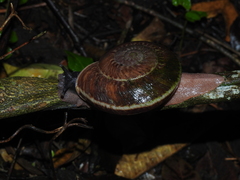 Solaropsis gibboni