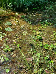 Alisma canaliculatum
