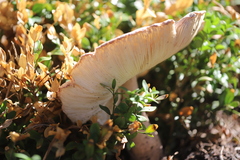 Leucoagaricus americanus