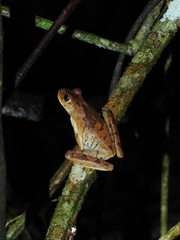 Boana platanera