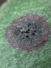 Blastacervulus metrosideri