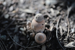 Leucoagaricus americanus