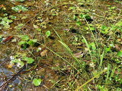 Alisma canaliculatum