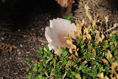 Leucoagaricus americanus