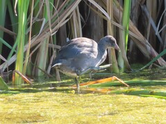 Fulica americana