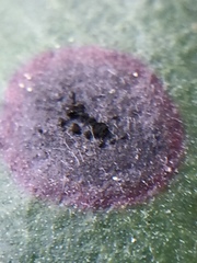 Blastacervulus metrosideri