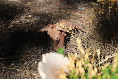Leucoagaricus americanus
