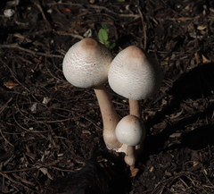 Leucoagaricus americanus