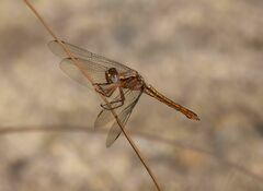 Orthetrum azureum