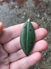 Blastacervulus metrosideri