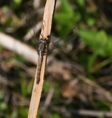 Orthetrum azureum