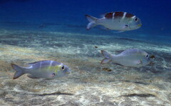 Monotaxis grandoculis