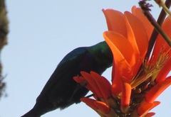 Cinnyris bifasciatus microrhynchus