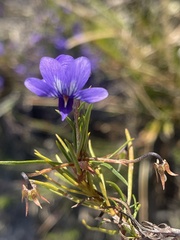 Viola decumbens decumbens