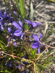 Viola decumbens decumbens