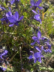 Viola decumbens decumbens