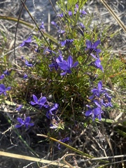 Viola decumbens decumbens